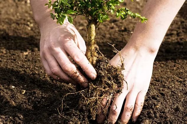 planting-hands-1.jpg planting-hands-1.jpg